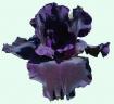 Total Darkness - fragrant tall bearded Iris