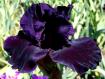 Total Darkness - fragrant tall bearded Iris