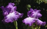 Towering Finale - tall bearded Iris