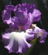 Towering Finale - tall bearded Iris