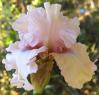 Treasured - tall bearded Iris