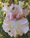 Treasured - tall bearded Iris