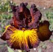 Tuscan Summer - tall bearded Iris
