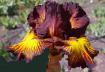 Tuscan Summer - tall bearded Iris