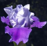 Tyrian Dream - Intermediate bearded Iris