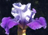 Tyrian Dream - Intermediate bearded Iris