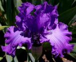 Unbridled Beauty - tall bearded Iris