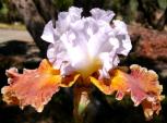 Urban Cowgirl - tall bearded Iris