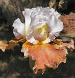 Urban Cowgirl - tall bearded Iris