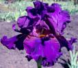 Velva's Purple Passion - tall bearded Iris
