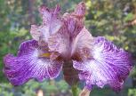 Vibrato - fragrant tall bearded Iris