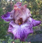 Vibrato - fragrant tall bearded Iris