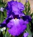 Violet Harmony - tall bearded Iris