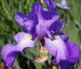 Violet Harmony - tall bearded Iris