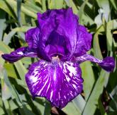 Violet Tiger - tall bearded Iris