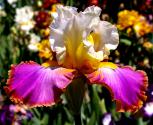Voyager - fragrant tall bearded Iris