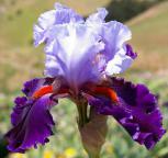 Wagging Tongues - fragrant tall bearded Iris