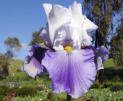 Wake Water - fragrant reblooming tall bearded Iris