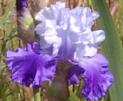Waterworld - tall bearded Iris