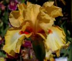 Waves of Amber - tall bearded Iris