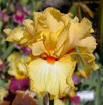 Waves of Amber - tall bearded Iris