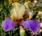 Waves of Joy - fragrant tall bearded Iris