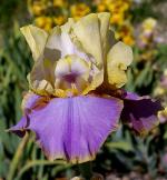 Waves of Joy - fragrant tall bearded Iris