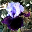 Whale's Tale - tall bearded Iris