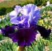 Whale's Tale - Tall bearded Iris