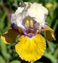 What Again - Reblooming SDB Standard Dwarf bearded