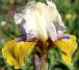 What Again - reblooming SDB Standard Dwarf Bearded