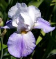 Whole Cloth - tall bearded Iris
