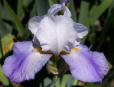 Whole Cloth - tall bearded Iris