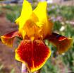 Whoop 'em Up - border bearded Iris