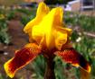 Whoop 'em Up - border bearded Iris