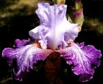 Will and Adelle - fragrant tall bearded Iris