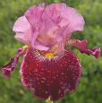 Wise Wish - tall bearded Iris