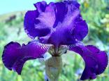 Witch's Cape - tall bearded Iris