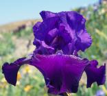 Witch's Cape - Tall bearded Iris
