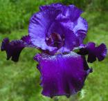 Witch's Cape - Tall bearded Iris