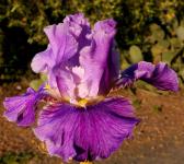 With Friends - tall bearded Iris