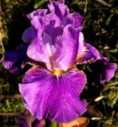 With Friends - Tall bearded Iris