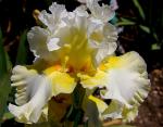 Yours Truly - tall bearded Iris