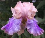 Florentine Silk - tall bearded Iris