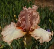 Mauvelous - fragrant tall bearded Iris