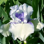 ASCII Art - fragrant reblooming tall bearded Iris