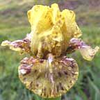 Aardvark Antickz - fragrant Intermediate bearded Iris