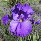 Aaron's Dagger - fragrant tall bearded Iris