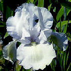 Aaron's Dream - tall bearded Iris - fragrant reblooming tall bearded Iris