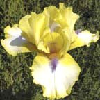 Abbey Chant - reblooming Intermediate bearded Iris